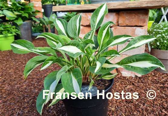 Hosta Gypsy White